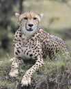 Closeup frontview of one adult cheetah resting on top of a grass covered mound Royalty Free Stock Photo