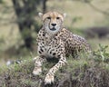 Closeup frontview of one adult cheetah resting on top of a grass covered mound Royalty Free Stock Photo