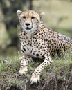 Closeup frontview of one adult cheetah resting on top of a grass covered mound Royalty Free Stock Photo