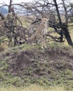 Closeup frontview of one adult cheetah sitting resting on top of a grass covered mound Royalty Free Stock Photo