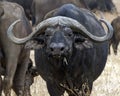 Closeup frontview of one Cape Buffalo