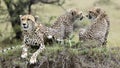 Closeup frontview of one cheetah and backview of two cheetah resting on top of a grass covered mound Royalty Free Stock Photo