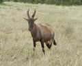 Closeup frontview of a single adult Topi with antlers standing in grass