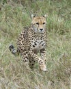 Closeup frontview of single cheetah running toward the camera