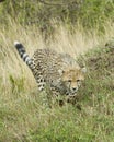 Closeup frontview of single cheetah running toward the camera