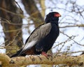 Closeup 3/4 frontview of a single Eleonora`s falcon sitting in a tree