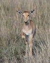 Closeup frontview Topi calf standing in grass with head raised looking toward camera