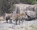 Closeup frontview of two spotted hyenas standing on a rock