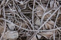 Closeup frost on autumn fallen brown leaves and grass, background, garden or forest, texture, strawberry branches in