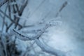 Closeup of the frost on the branches in winter Park, snow, sunset