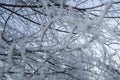 Closeup of the frost on the branches in winter Park, snow, sunset