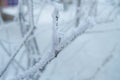 Closeup of the frost on the branches in winter Park, snow, sunset