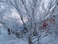 Closeup of the frost on the branches in winter Park, snow, sunset