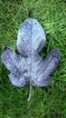 A closeup of a frost covered fig leaf.