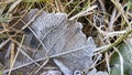 Frost on Leaf in the Grass Royalty Free Stock Photo