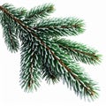 Closeup of Frosted Green Pine Branch on White Background Royalty Free Stock Photo