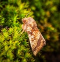 Closeup of Frosted Orange Moth resting on green broom forkmoss