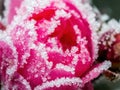 Closeup of frosted red rose petals Royalty Free Stock Photo