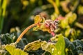 Closeup of a frosted-white plant with vibrant green grass in the background Royalty Free Stock Photo