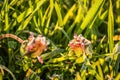 Closeup of a frosted-white plant with vibrant green grass in the background Royalty Free Stock Photo