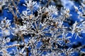 Closeup of frosty plant Royalty Free Stock Photo