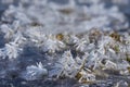 Closeup frozen grass in ice