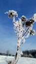 Frozen musk thistle in winter Royalty Free Stock Photo