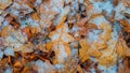 Closeup frozen oak leaves in snow