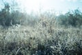 Closeup frozen prairie grass at the early morning