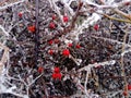 Closeup of frozen red berries on a bush. Hoarfrost chained a plant in the winter. Bright fruits under the snow. Ice crystals Royalty Free Stock Photo