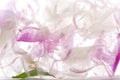 Closeup of frozen white and pink peony petals, cold ice cube as a background