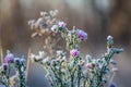 Closeup frozen wild prairie flowers