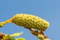 Closeup on fruit of Betula pendula Spider alley