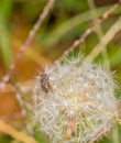 Closeup on a fruit fly on a dandelion Royalty Free Stock Photo