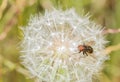 Closeup on a fruit fly on a dandelion Royalty Free Stock Photo