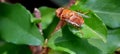 Closeup A fruit fly is sitting on a leaf waiting for the right time to look for rotten fruit. Royalty Free Stock Photo