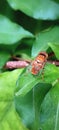 Closeup A fruit fly is sitting on a leaf waiting for the right time to look for rotten fruit. Royalty Free Stock Photo