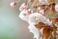 Closeup fruit tree pink flowers spring blossom