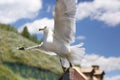 Closeup of a flying Seagull over a river