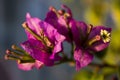 Closeup on a fucsia bouganvillea flower with sunset light