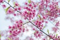 Cerasus campanulata Vassiljeva - Cherry blossoms