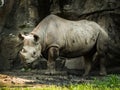 A closeup full body animal portrait of a large eastern black rhinoceros Royalty Free Stock Photo