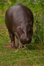 Full face an attentive look among thickets of tall fresh green grass. cute plump little liberian west african hippo pygmy