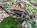 Closeup of a fungoid frog in the rainforest