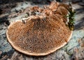 Closeup of a fungus called gloeophyllum on a tree