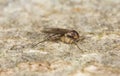 Fungus gnat, Mycetophilidae fly on wood