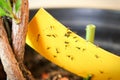 Closeup of fungus gnats being stuck to yellow sticky tape Royalty Free Stock Photo