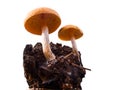 closeup fungus mushroom growth on a stump