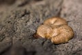 Closeup fungus on tree bark texture.Polyporus squamosus (Dryad's Royalty Free Stock Photo