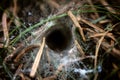 Closeup, Funnel web spider nest on the ground of a forest